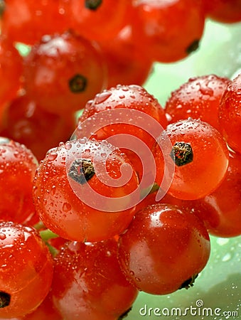 Red currants with waterdrops on green background Stock Photo