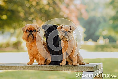 Red cute Belgian Griffon dog on green grass Stock Photo