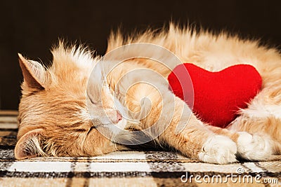 Red cute fluffy cat asleep hugging soft plush heart toy Stock Photo