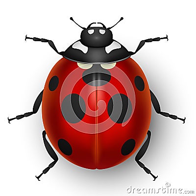 Red cute ladybug on white Vector Illustration