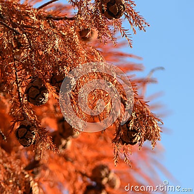Red cypress cones on blue sky Stock Photo