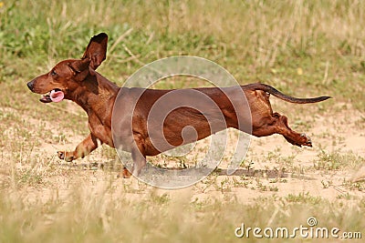 Red dachshund running in the grass Stock Photo