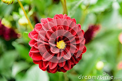 A red dahlia bloom in a garden Stock Photo