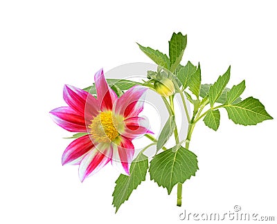 Red dahlia daisy isolated white background Stock Photo