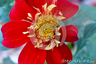 Red Petal Dahlia Flower Mandala Stock Photo