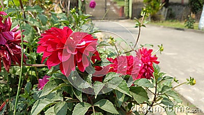 The red Dahlia flower in Tamulpur district of Assam Stock Photo