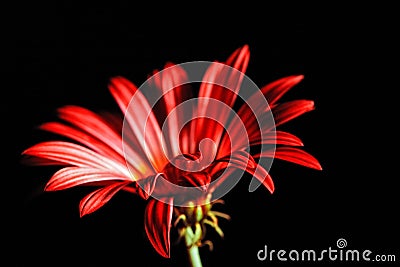 Red daisy macro closeup. Stock Photo