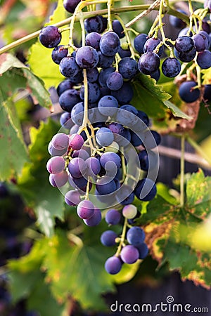 Red grapes, grapevine Stock Photo