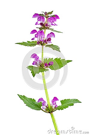 Red dead-nettle herb isolated on white background Stock Photo