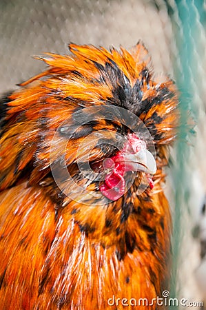 Red decorative chicken or rooster. Kholhatai breed chickens The head is covered with feathers. Stock Photo