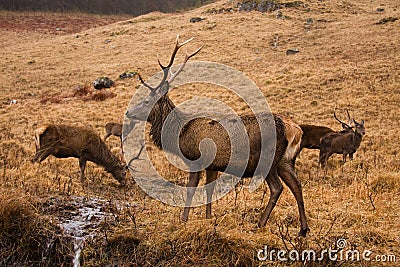 Red deer Stock Photo