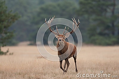 Red Deer stag in a meadow Stock Photo