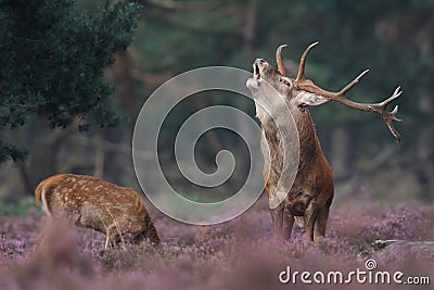 Red deer Stock Photo