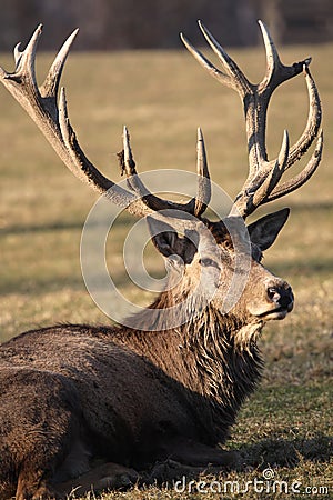 Red Deer Stock Photo