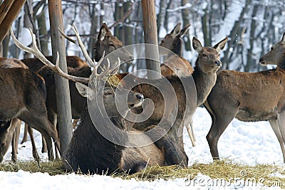 Red deer Stock Photo