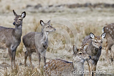 Red deer, Altai maral Cervus elaphus sibiricus Stock Photo