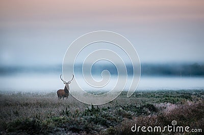 Red deer with antlers on foggy field the in Belarus. Stock Photo