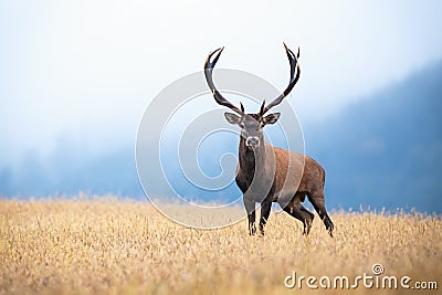 Red deer with big antlers standing on the field with gry grass in morning mist Stock Photo