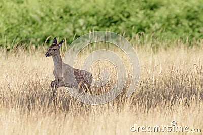 Red deer calf (Cervus elaphus) Stock Photo