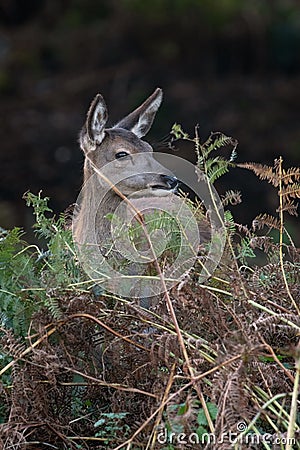 Red Deer Calf, Cervus elaphus Stock Photo