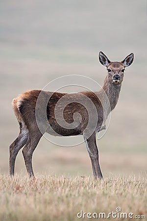 Red Deer Calf, Cervus elaphus Stock Photo