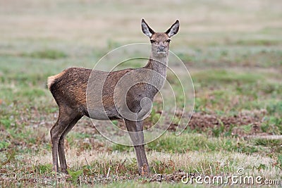 Red Deer Calf, Cervus elaphus Stock Photo