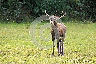 Red deer bellowing on green glade in rutting season Stock Photo