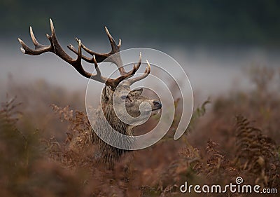 Red deer (Cervus elaphus) Stock Photo