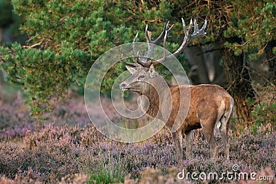 Red deer (Cervus elaphus). Stock Photo