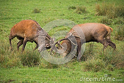 Red deer, cervus elaphus, fight during the rut. Stock Photo