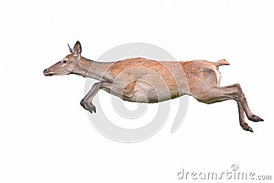 Red deer, cervus elaphus, hind running dynamically isolated on white background Stock Photo