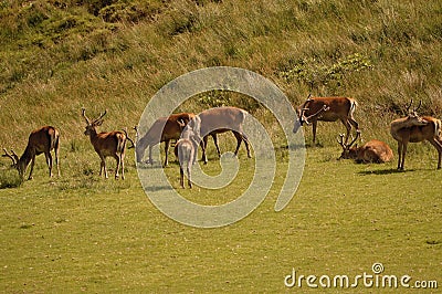 Red Deer (Cervus elaphus) on the Isle of Jura an inner Hebridean Island in Scotland, UK Stock Photo