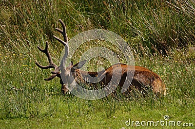 Red Deer (Cervus elaphus) on the Isle of Jura an inner Hebridean Island in Scotland, UK Stock Photo