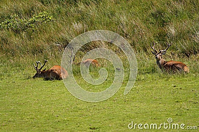 Red Deer (Cervus elaphus) on the Isle of Jura an inner Hebridean Island in Scotland, UK Stock Photo