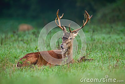 Red deer lying on green grassland in autumn nature Stock Photo