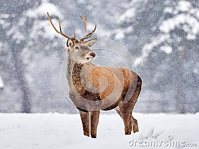 The red deer Cervus elaphus Stock Photo