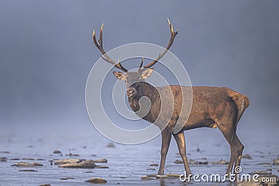 Red Deer (Cervus elaphus) stag in the river. Carpathian Mountains, Poland Stock Photo