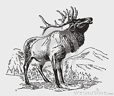 Male wapiti or elk, cervus canadensis standing and roaring in a mountainous landscape Vector Illustration