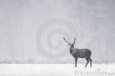 Red deer Cervus elaphus stag in the winter while snowing on the field of National Park Hoge Veluwe in the Netherlands. Forest in Stock Photo