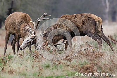 Red Deer (Cervus elaphus) stags dueling Stock Photo