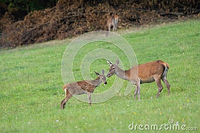 Red deer youngster standing close to its mother on a green meadow in summer Stock Photo