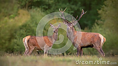 Red deer, cervus elpahus, couple in autum during mating season. Stock Photo