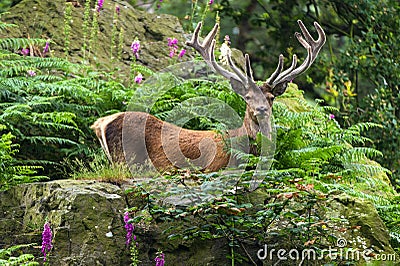 Red Deer Deep in Forest Stock Photo