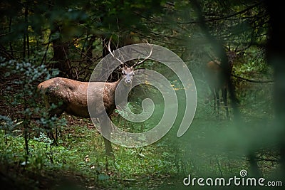 Red deer facing the camera in fresh forest in summertime Stock Photo