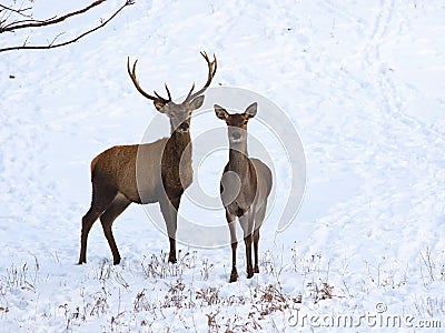 Red deer and fawn in snow Stock Photo