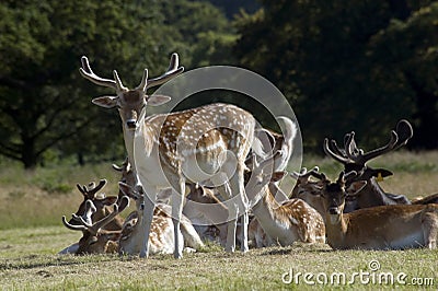 Red Deer Herd Stock Photo