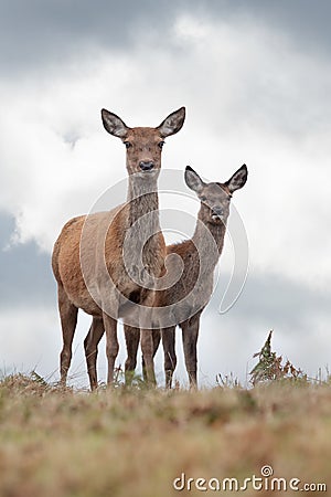 Red Deer Hind and Calf, Cervus elaphus Stock Photo