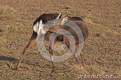 Red deer - Kronhjort - Cervus elaphus Sniffing his ass, genitals. Breeding season Stock Photo