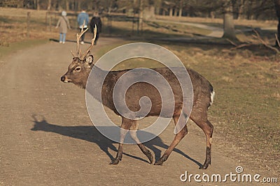 Red deer - Kronhjort - Cervus elaphus walks on a path in forest near distance Stock Photo