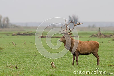 Red deer with large antlers standing proud Stock Photo